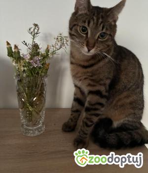 Do adopcji Rybnik