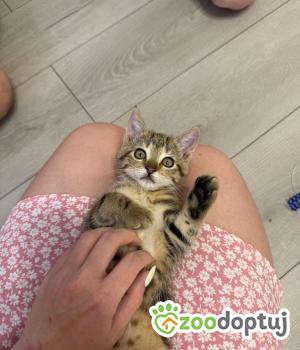 Do adopcji Głowno