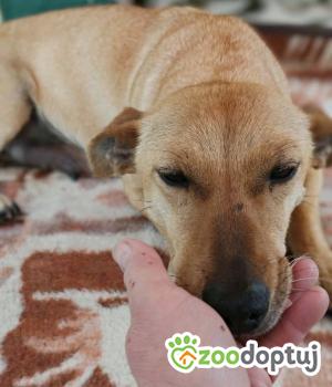 Do adopcji Zgierz
