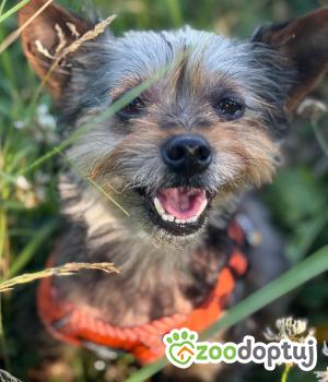Do adopcji Stalowa Wola