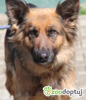 Do adopcji Nowy Dwór Mazowiecki