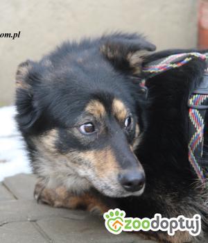 Do adopcji Nowy Dwór Mazowiecki