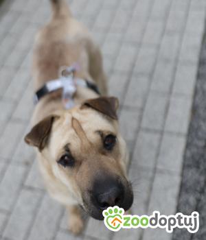 Do adopcji Warszawa
