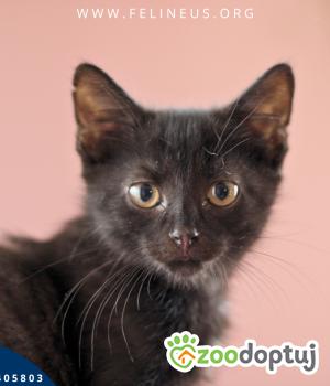 Do adopcji Rzeszów