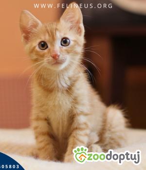 Do adopcji Rzeszów