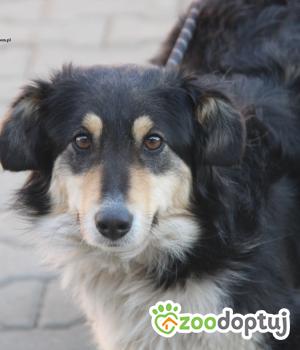 Do adopcji Nowy Dwór Mazowiecki