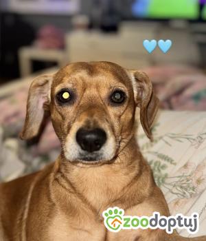 Do adopcji Szczecin