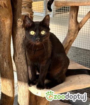 Do adopcji Cieszyn