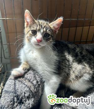 Do adopcji Zgierz
