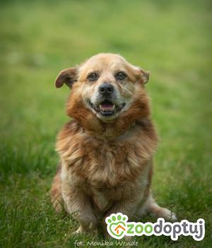 Do adopcji Myślenice