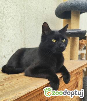Do adopcji Głogów