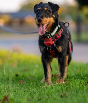 Do adopcji Stalowa Wola
