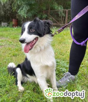 Do adopcji Mielec