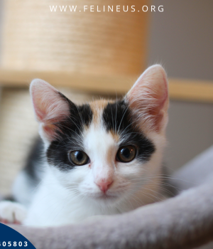 Do adopcji Rzeszów