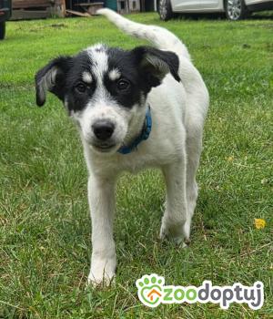 Do adopcji Zgierz
