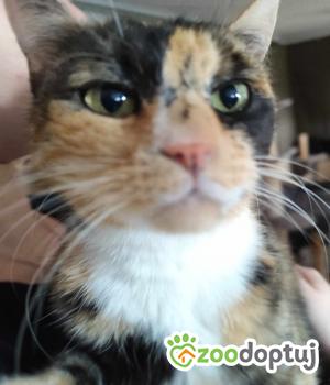 Do adopcji Cieszyn