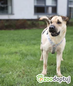 Do adopcji Warszawa