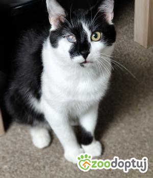 Do adopcji Pozna艅
