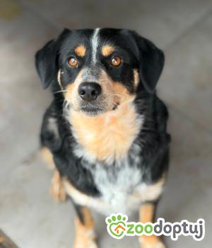 Do adopcji Warszawa