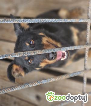 Do adopcji Chełm