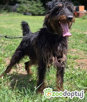 Do adopcji Zgierz
