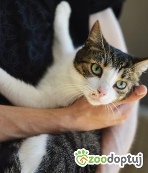 Do adopcji Gdańsk