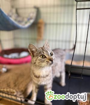 Do adopcji Głowno