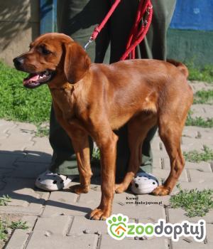 Do adopcji Nowy Dwór Mazowiecki