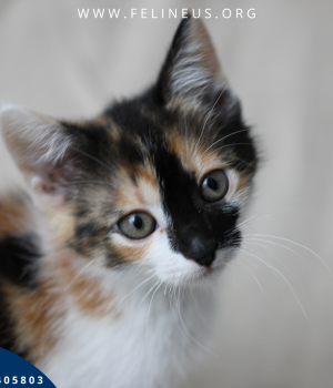 Do adopcji Rzeszów