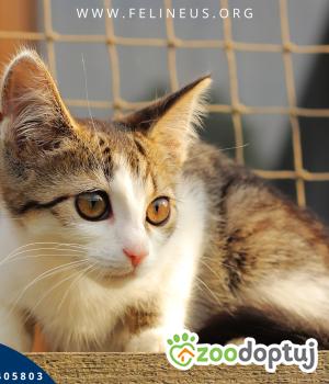 Do adopcji Rzeszów