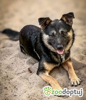 Do adopcji Warszawa
