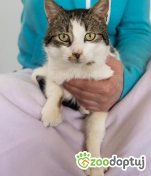 Do adopcji Poznań