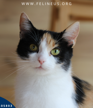 Do adopcji Rzeszów