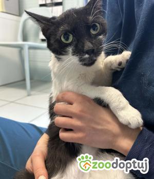 Do adopcji Zgierz