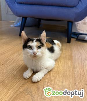 Do adopcji Głowno