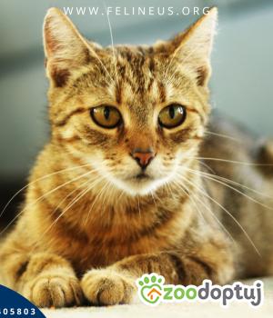 Do adopcji Rzeszów