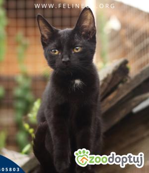 Do adopcji Rzeszów