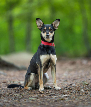 Do adopcji Gdańsk