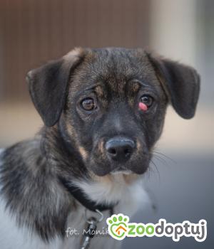 Do adopcji Myślenice