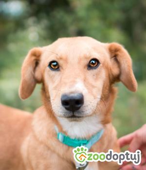 Do adopcji Sompolno