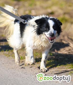 Do adopcji SŁUPSK