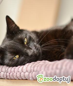 Do adopcji Mielec