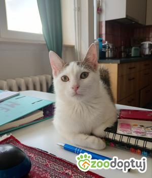 Do adopcji Cieszyn