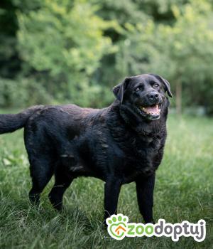Do adopcji Rzeszów