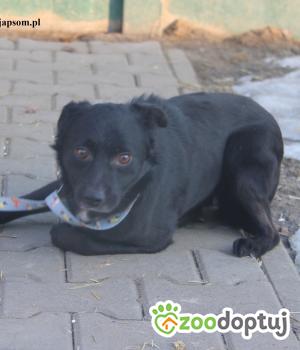 Do adopcji Nowy Dwór Mazowiecki