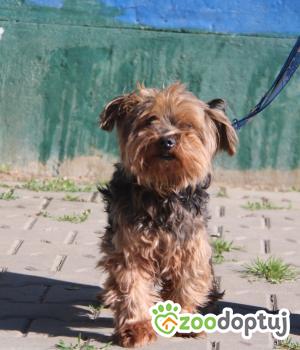 Do adopcji Nowy Dwór Mazowiecki