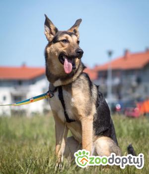 Do adopcji Gdańsk
