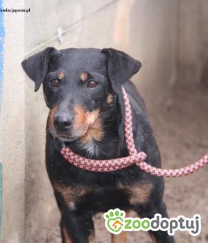 Do adopcji Nowy Dwór Mazowiecki