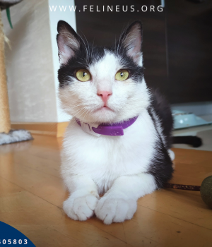 Do adopcji Rzeszów