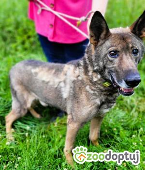 Do adopcji Łódź